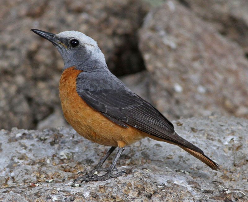 Short-toed Rock Thrush is at home in this boulder-strewn habitat…